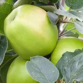 Morgan Sweet Apple (Malus domestica Morgan Sweet) Img 2